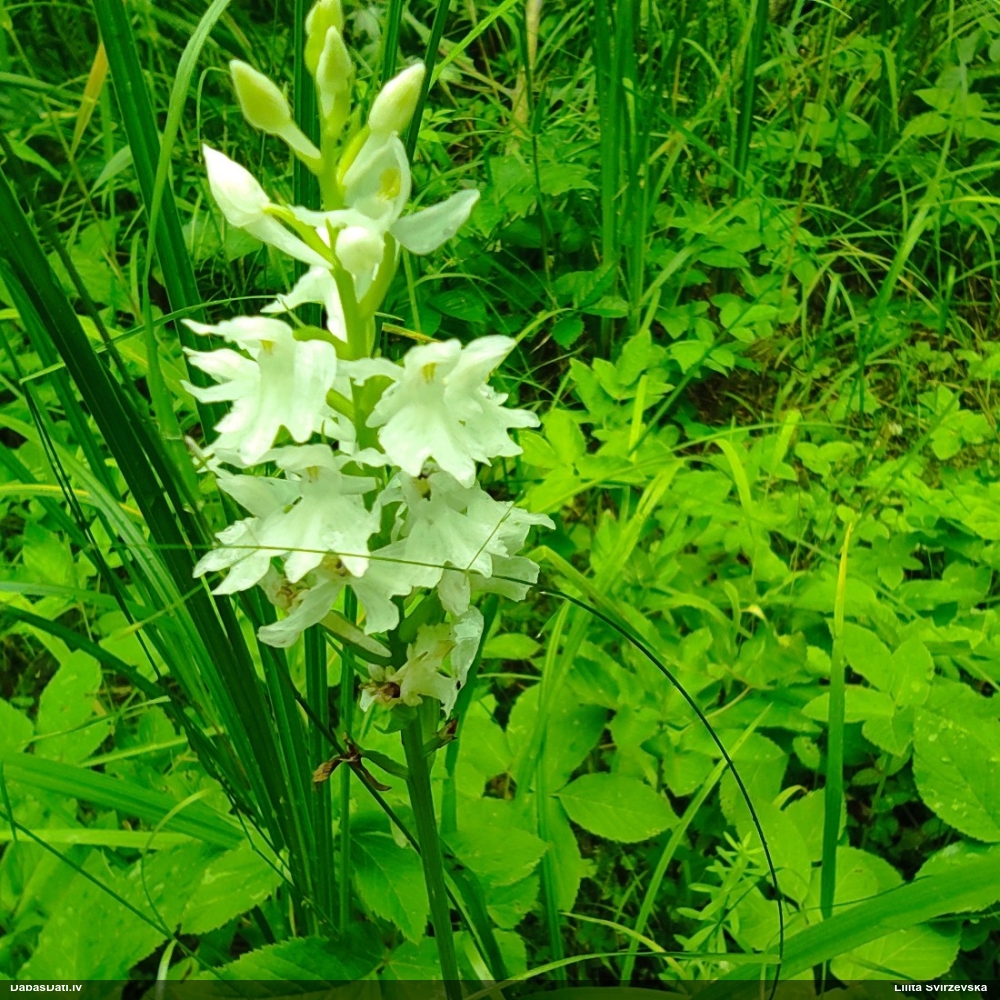 Sniegbaltā dzegužpirkstīte