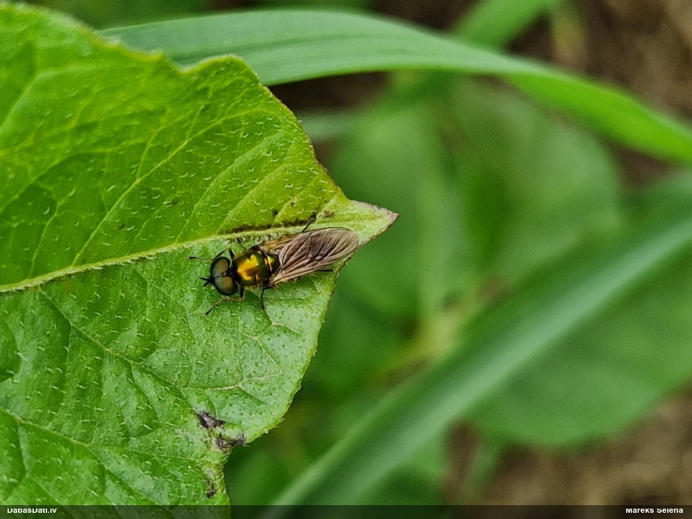 Dzelkņmuša Chloromyia formosa