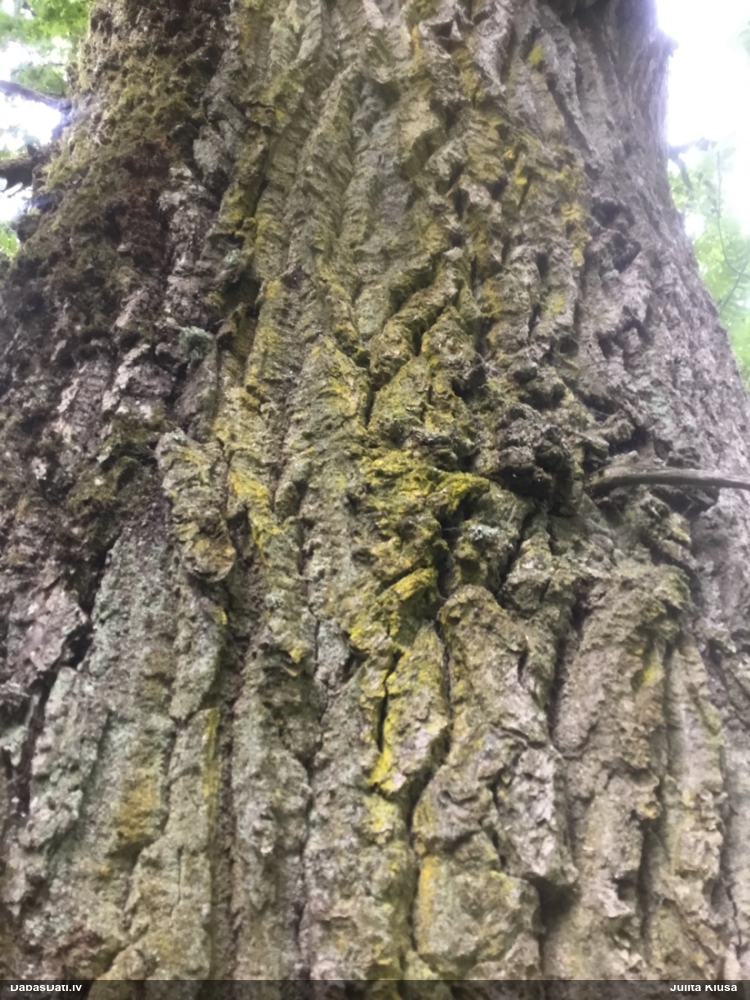 Ķērpis Chrysothrix candelaris