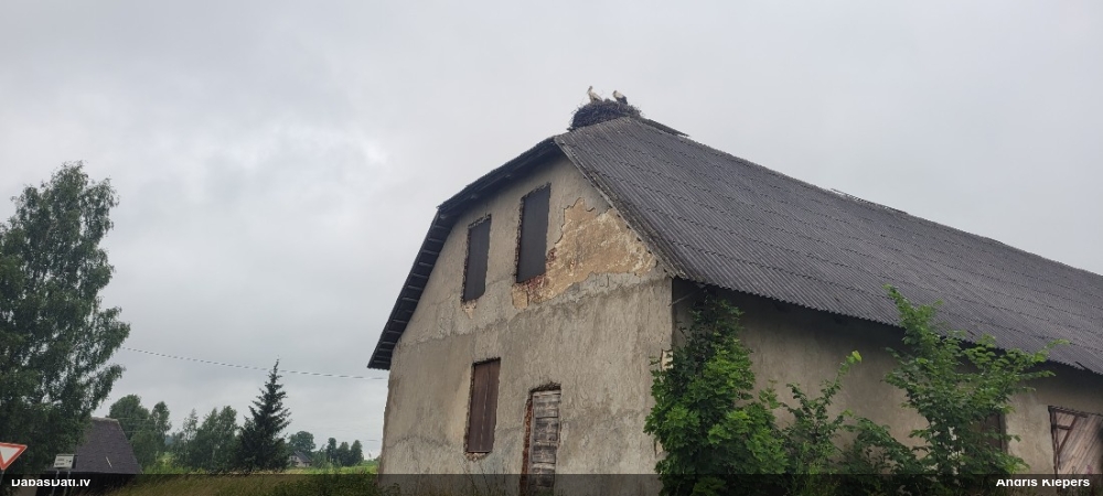 белый аист