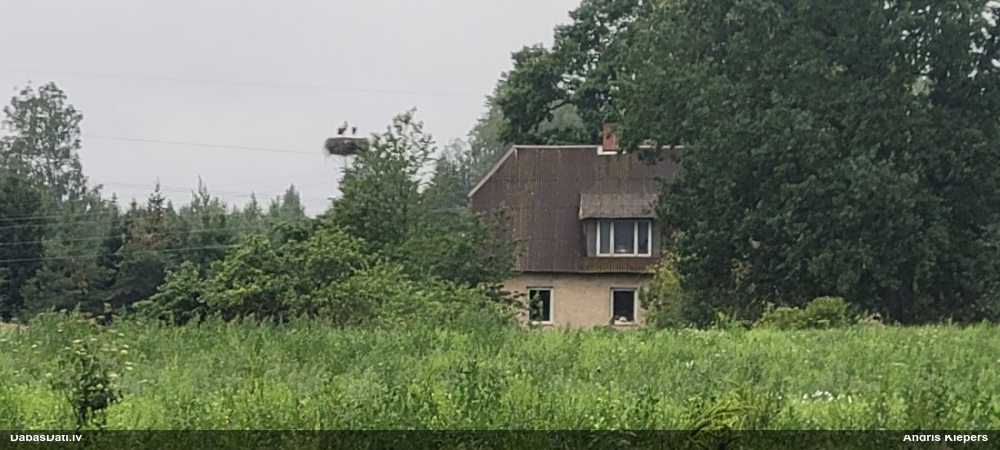 белый аист