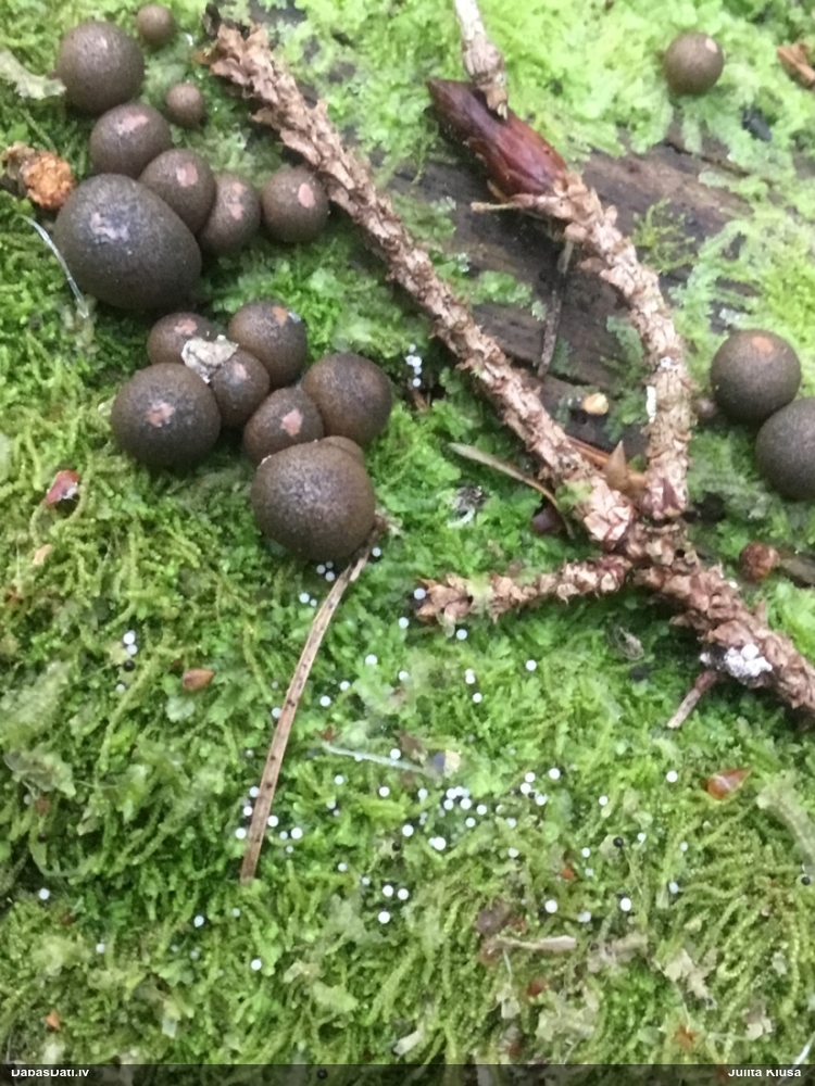 Vilkpienaine (nenoteikta)