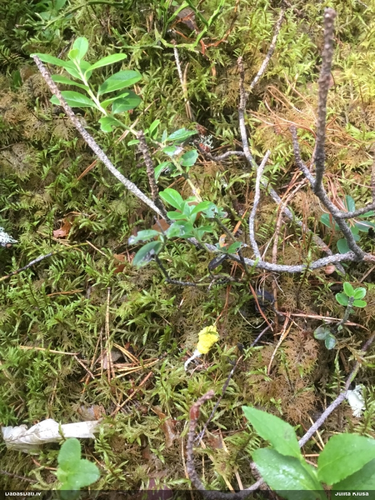 Dzeltenais ragansviests