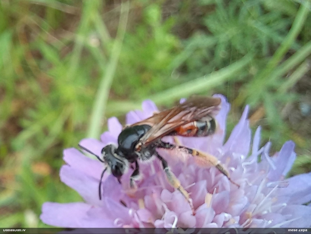 Smilšbite Andrena hattorfiana
