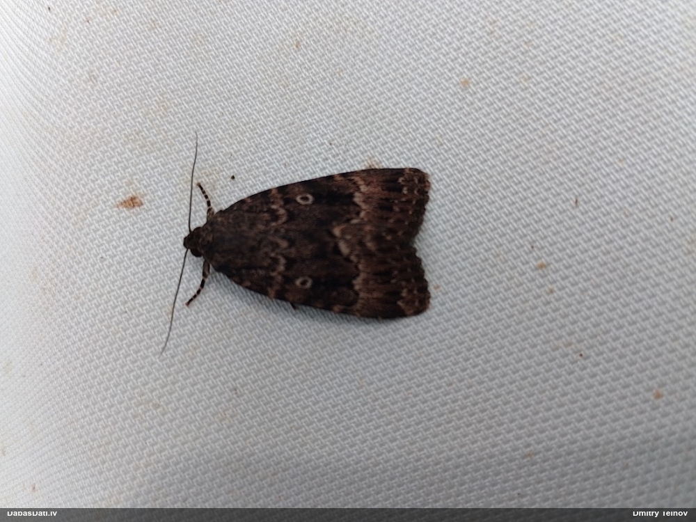 Pūcīte Amphipyra berbera