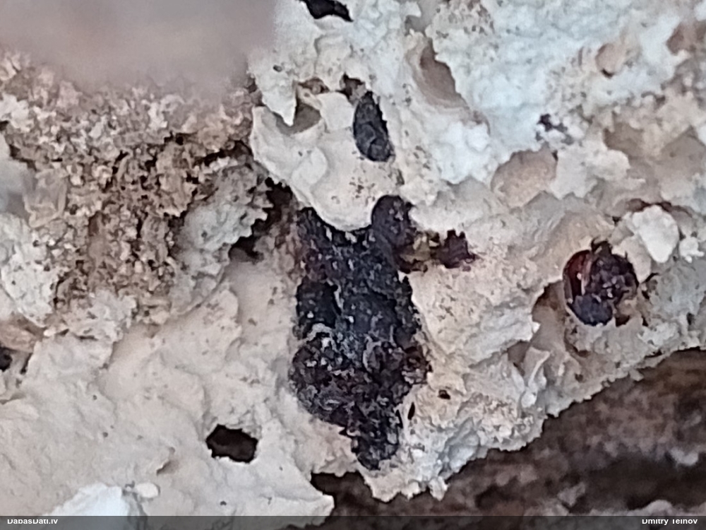 Melnulis Eledona agricola