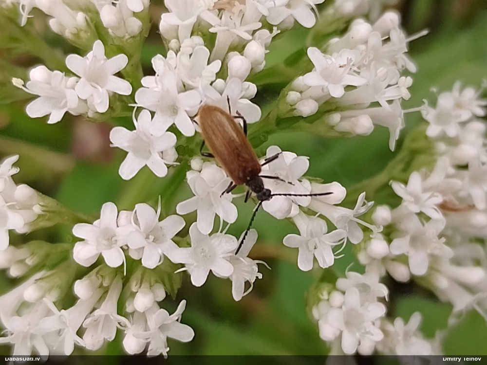 Sarvabole Lagria hirta