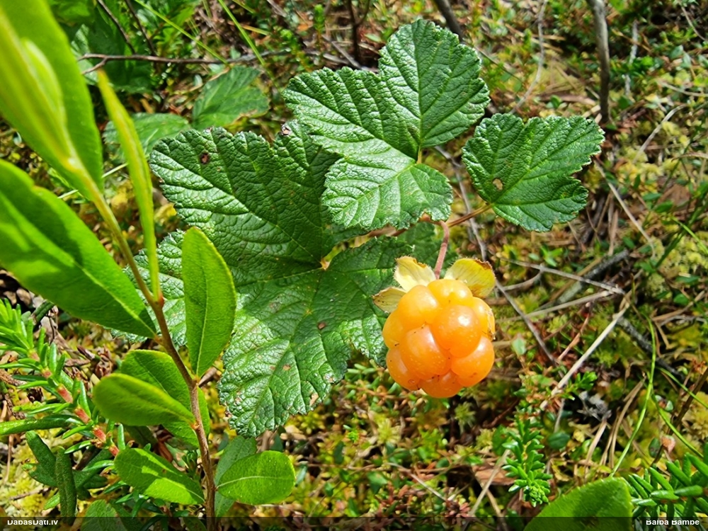 морошка приземистая