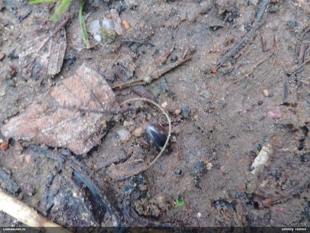 Airvabole Platambus maculatus