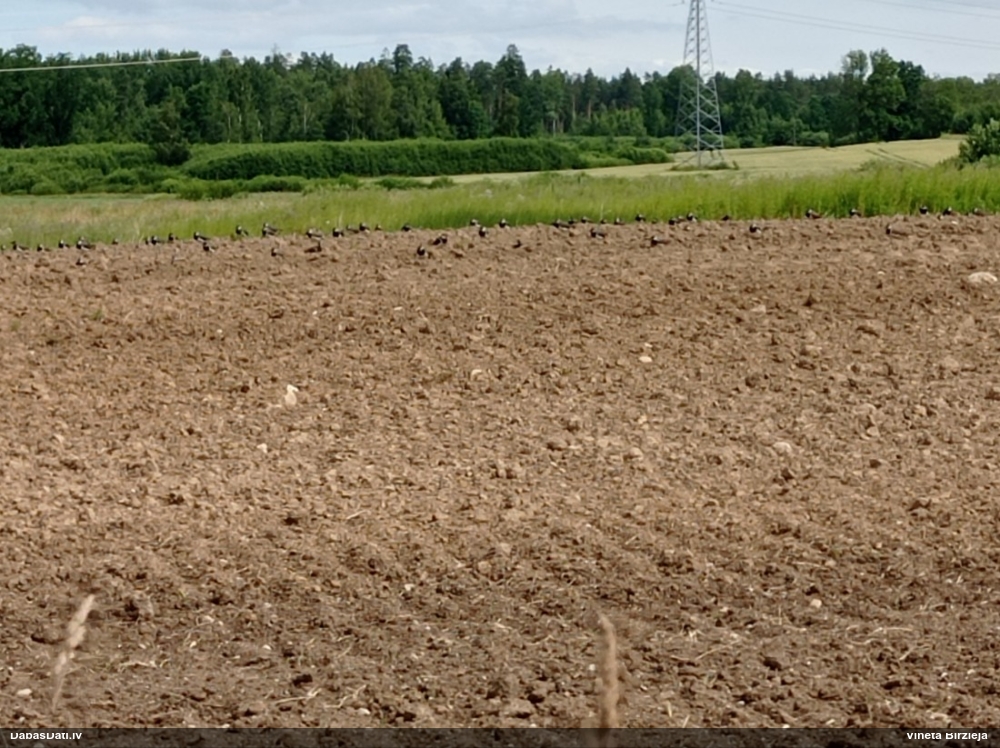 чибис