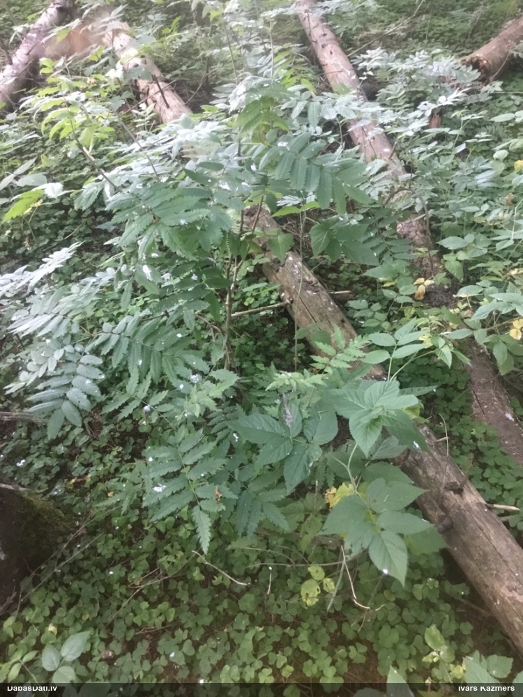 канюк