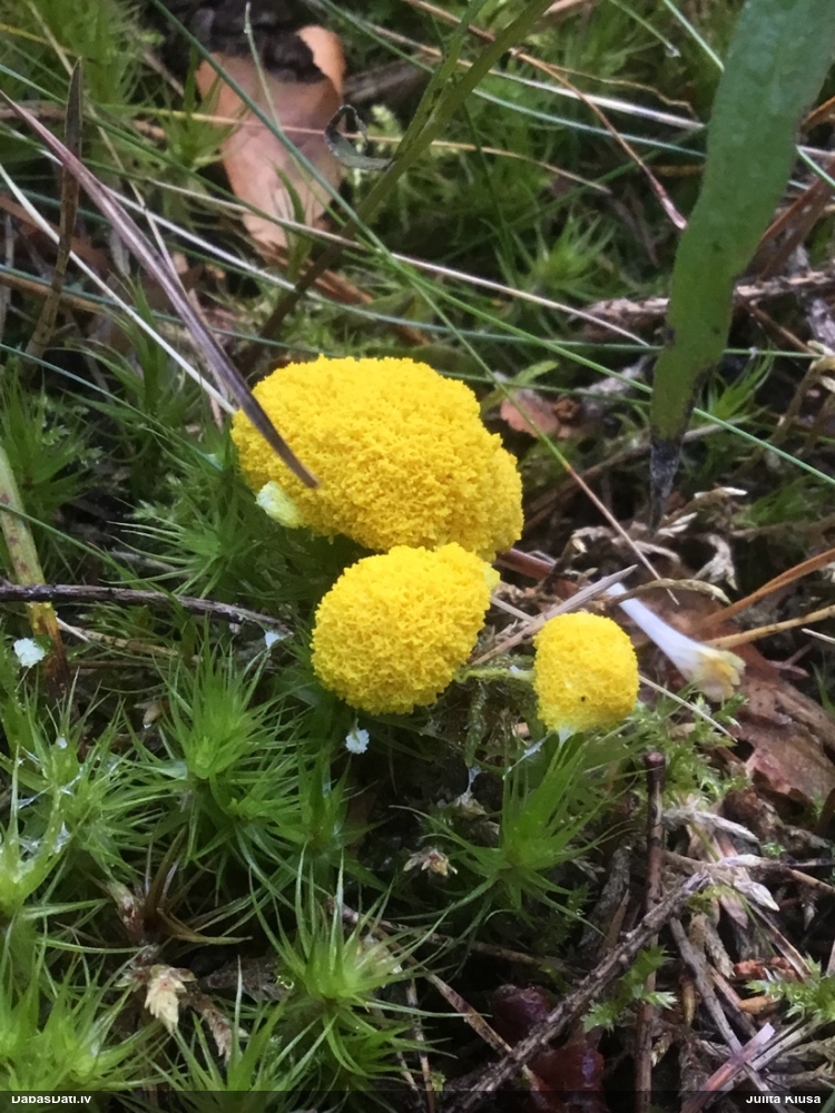 Parastais ragansviests