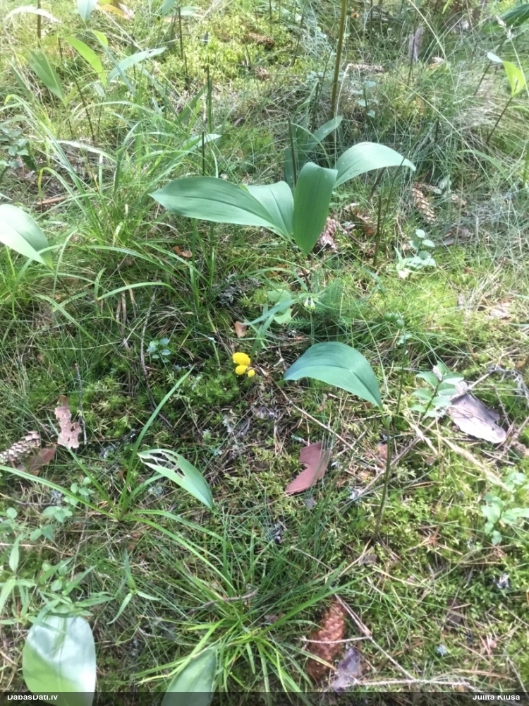 Parastais ragansviests