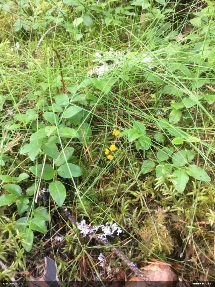 Šokolādes gļotsēne (nenoteikta)