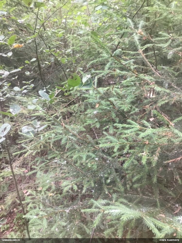канюк