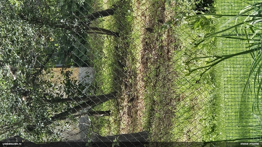 скворец