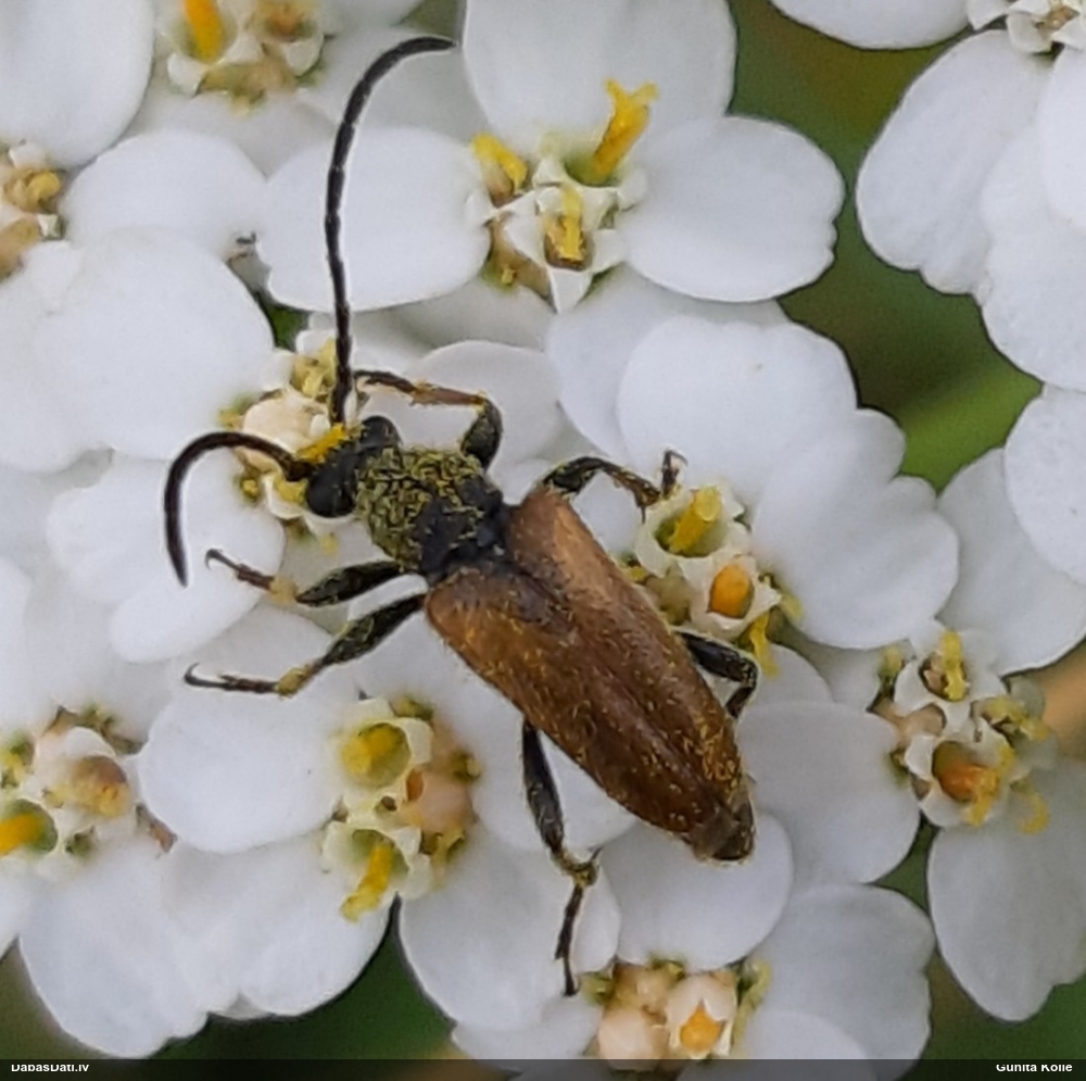 Koksngrauzis Pseudovadonia livida