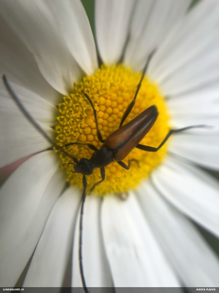Koksngrauzis Stenurella melanura