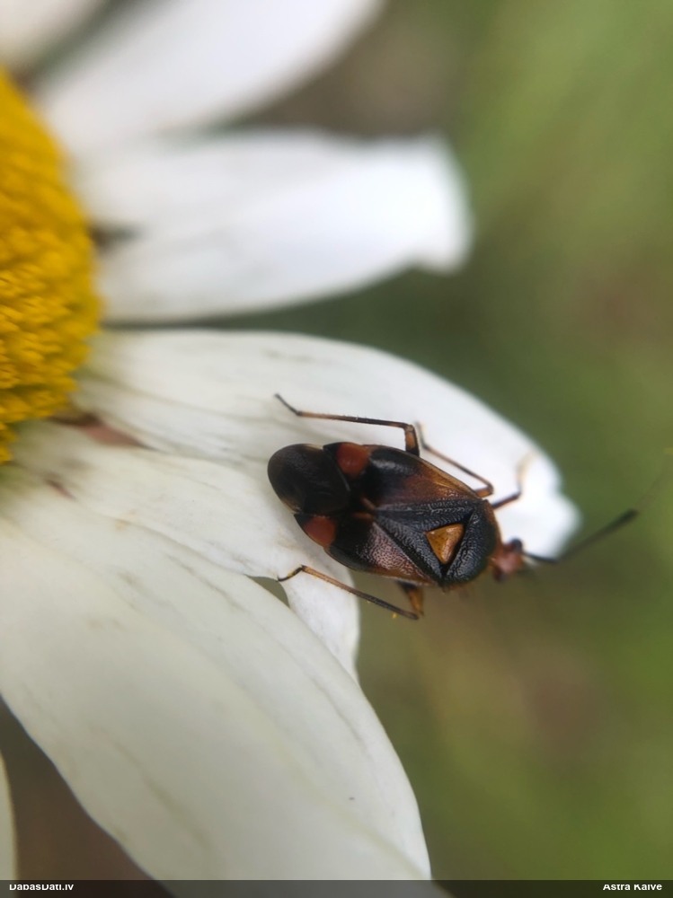 Mīkstblakts Deraeocoris ruber