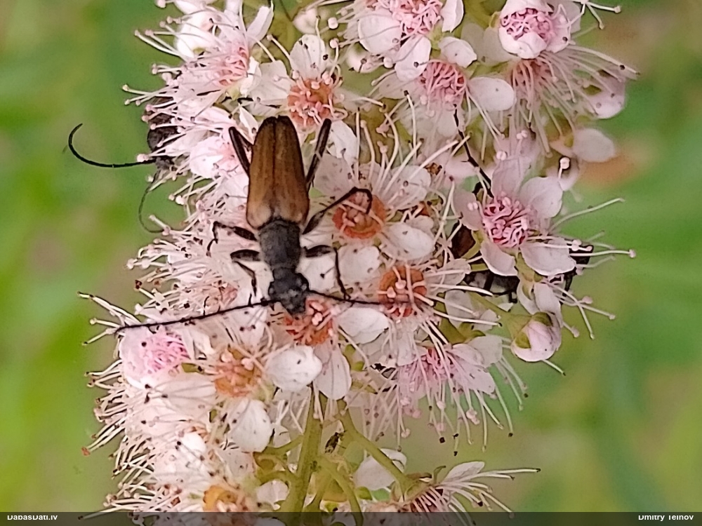 Koksngrauzis Anastrangalia sanguinolenta