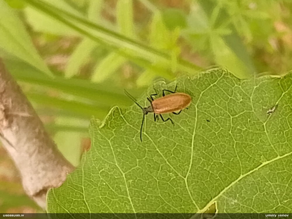 Sarvabole Lagria hirta