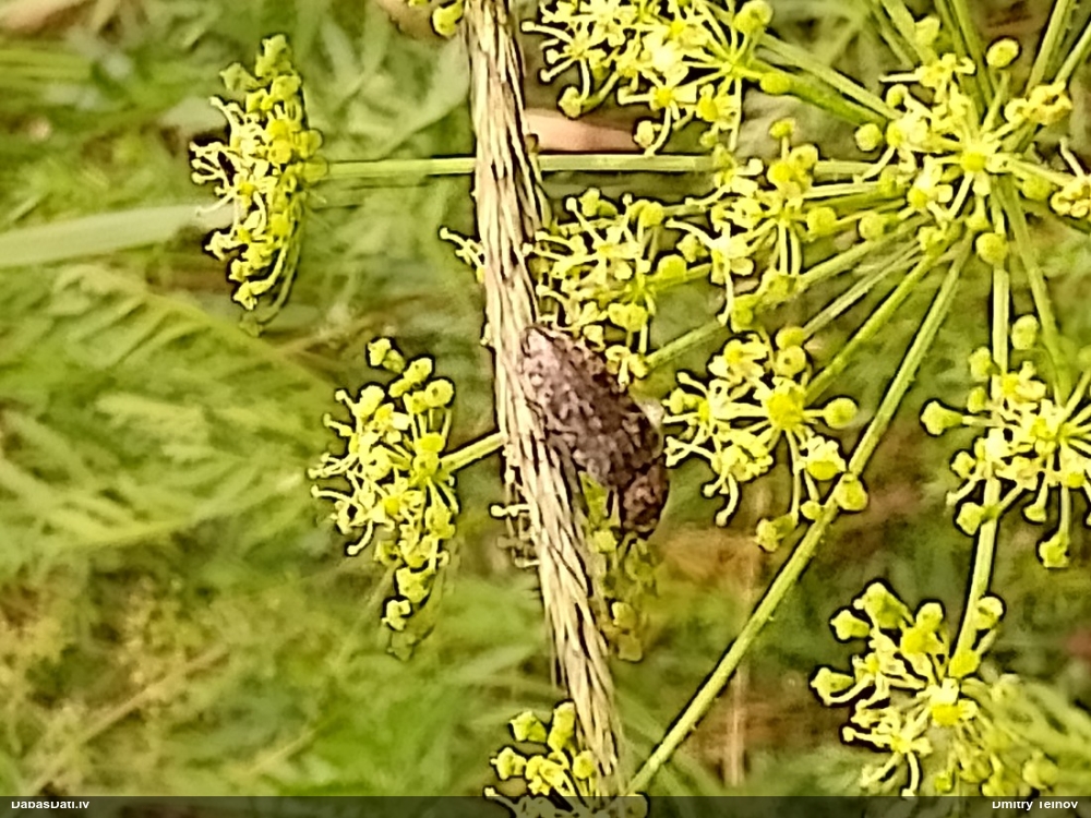 Sprakšķis Agrypnus murinus