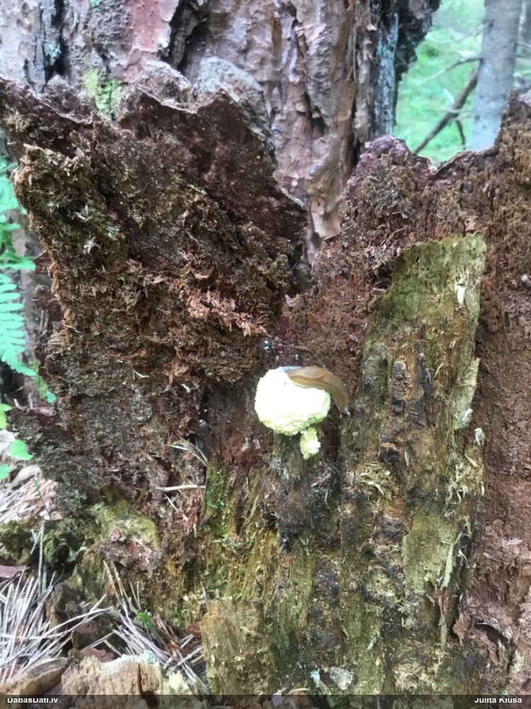 Dzeltenais ragansviests