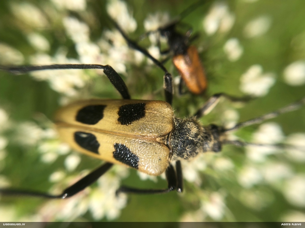 Koksngrauzis Pachyta quadrimaculata