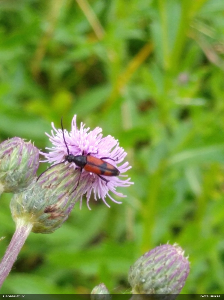 Koksngrauzis Stenurella bifasciata