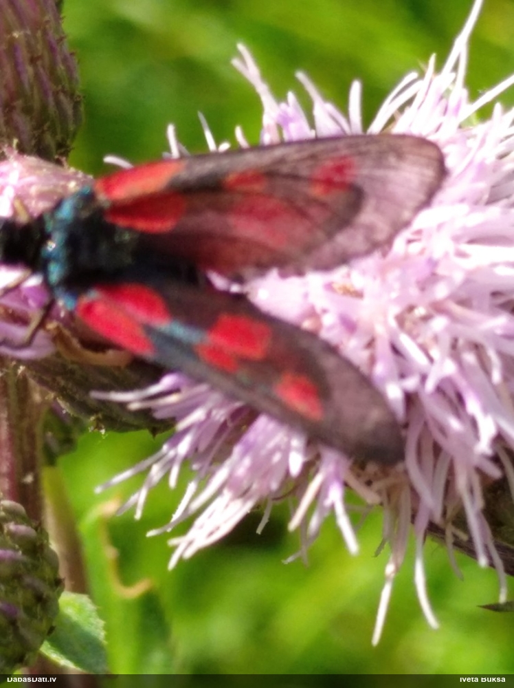 Raibspārnis Zygaena sp.