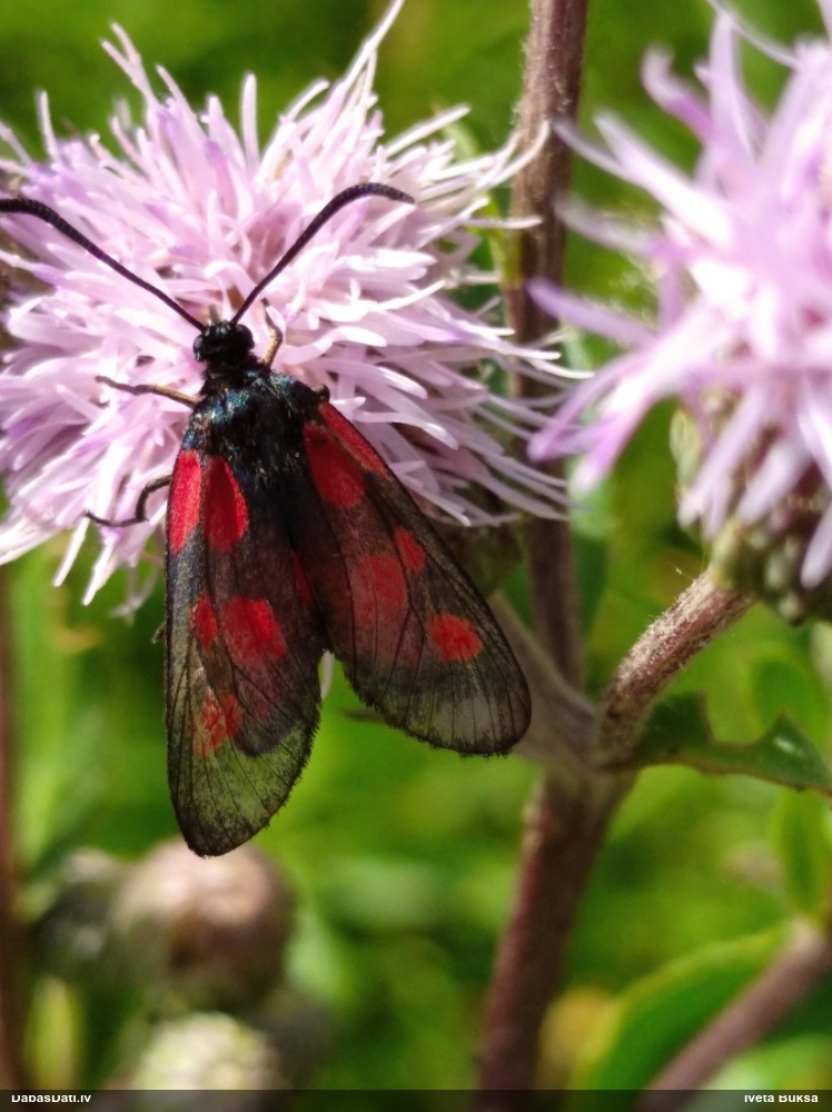 Raibspārnis Zygaena sp.