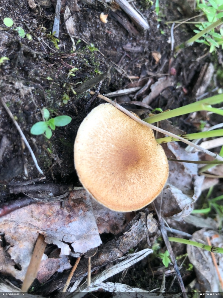 Skropstainā kātiņpiepe