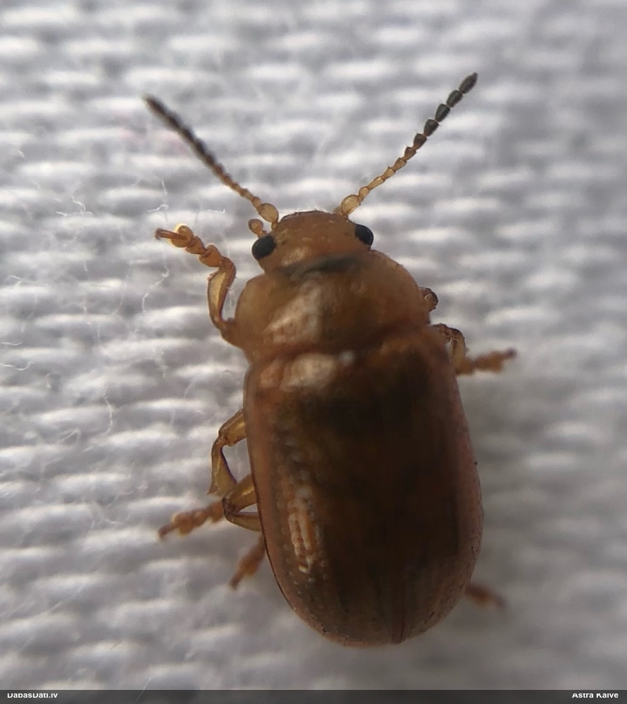 Lapgrauzis Gonioctena sp.