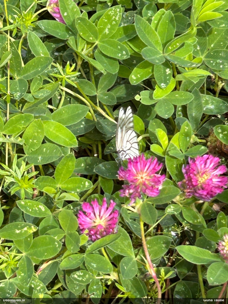 Lapkoku baltenis