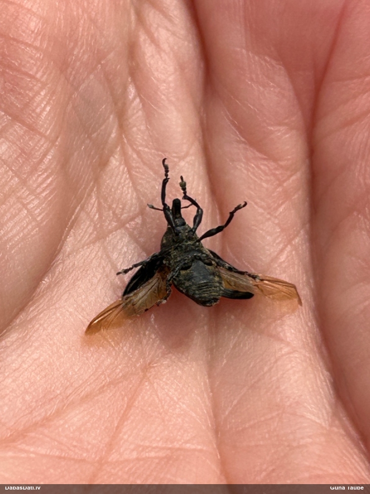 Smecernieks Larinus sp.