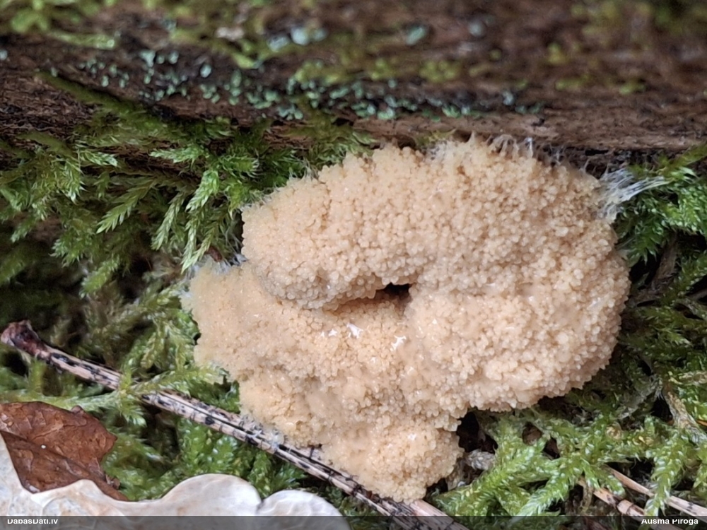 Aveņgļotsēne (nenoteikta)