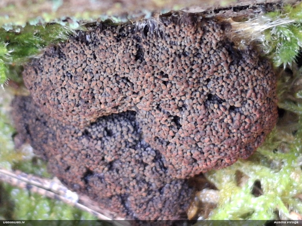 Aveņgļotsēne (nenoteikta)