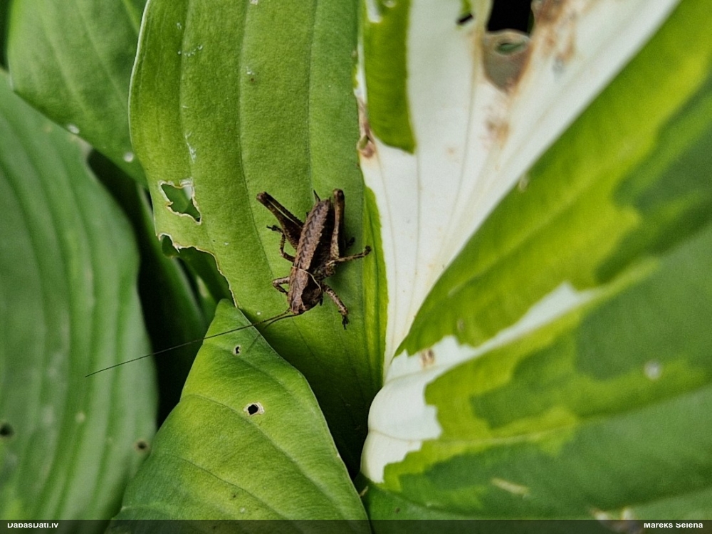 Sienāzis Pholidoptera griseoaptera
