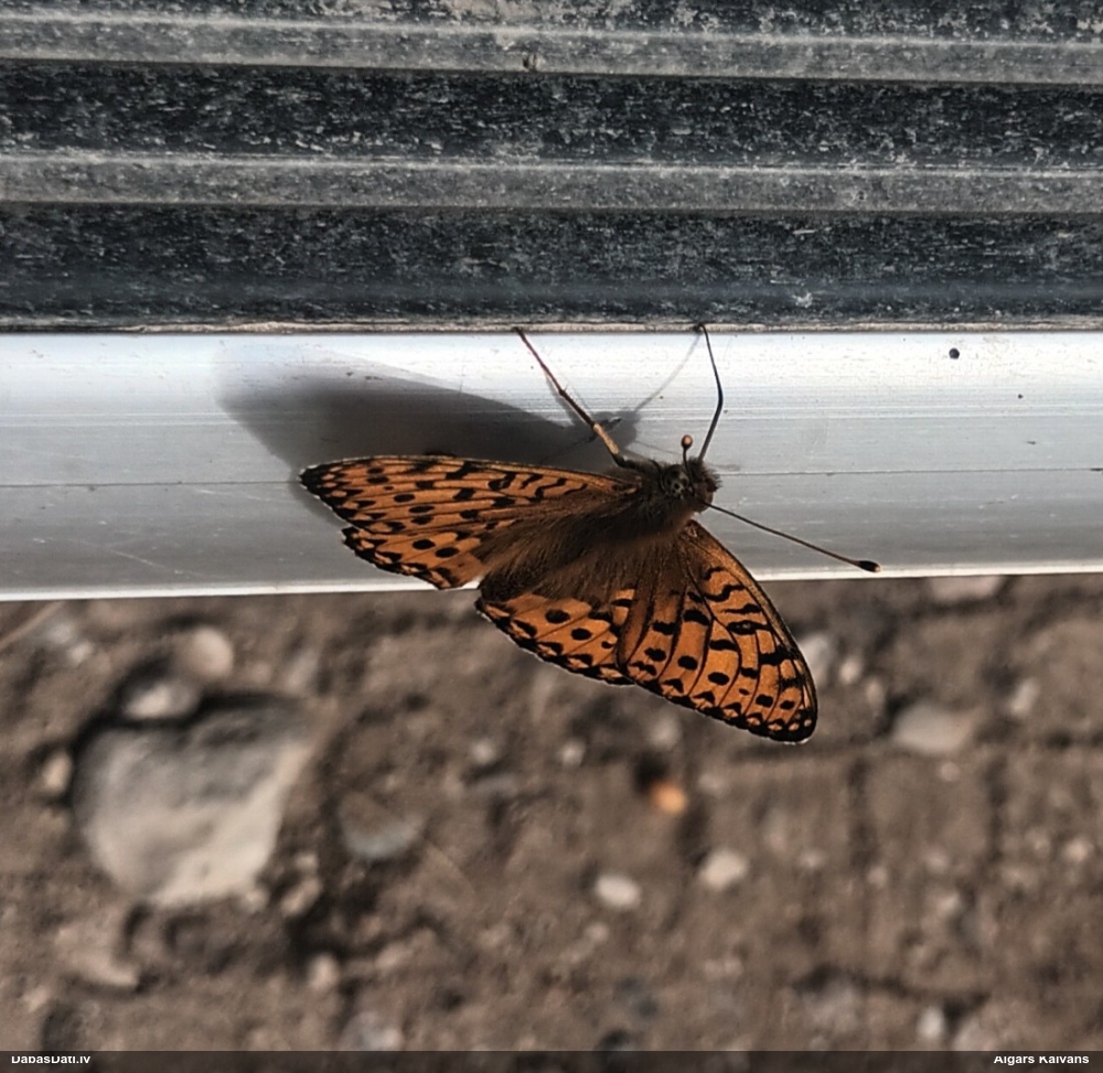 Parastais perlamutra raibenis