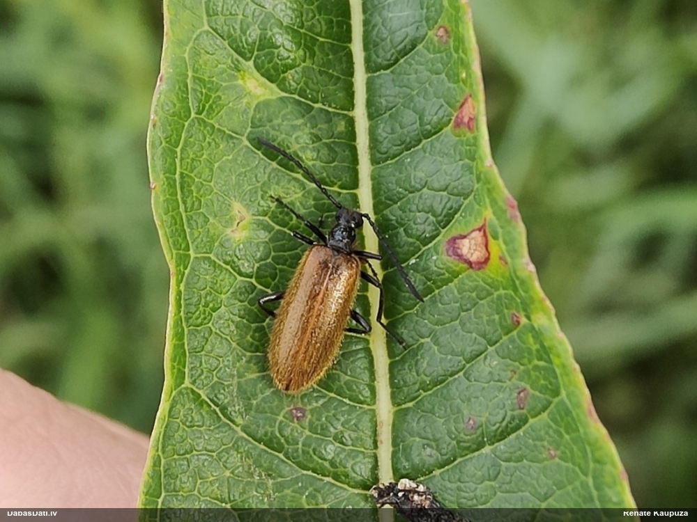Sarvabole Lagria hirta