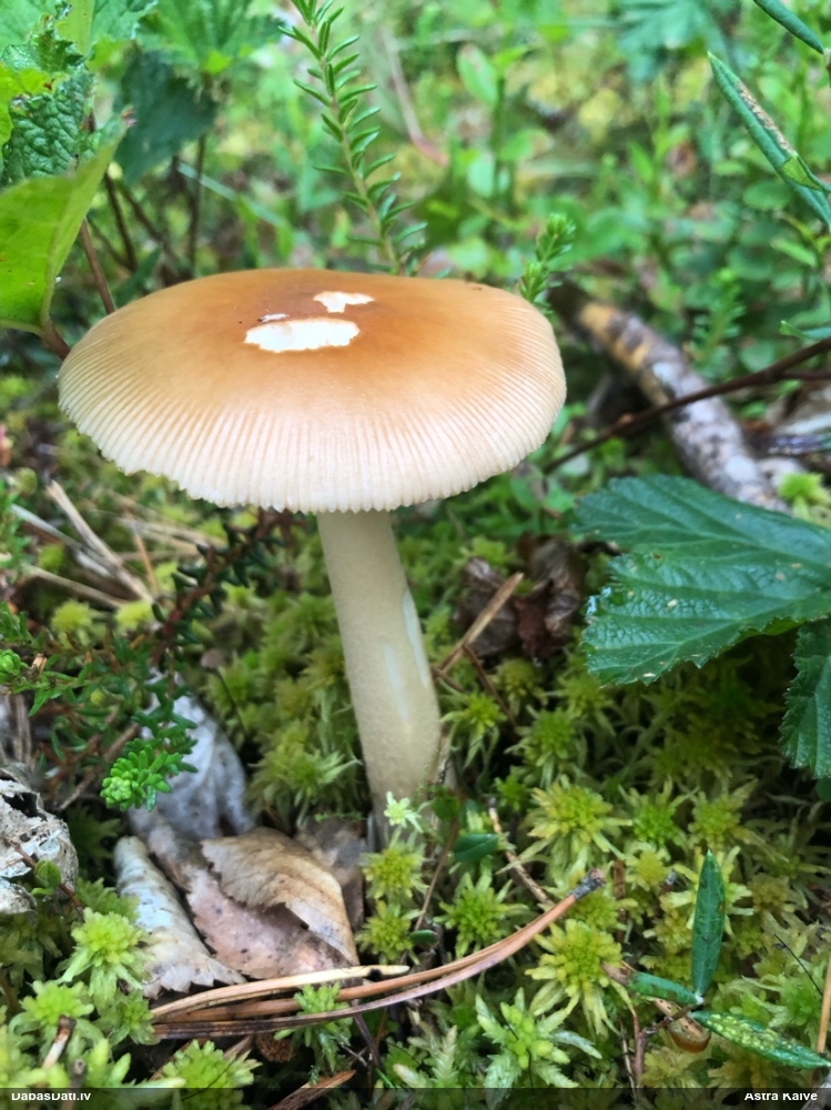 Dzeltenbrūnā makstsēne