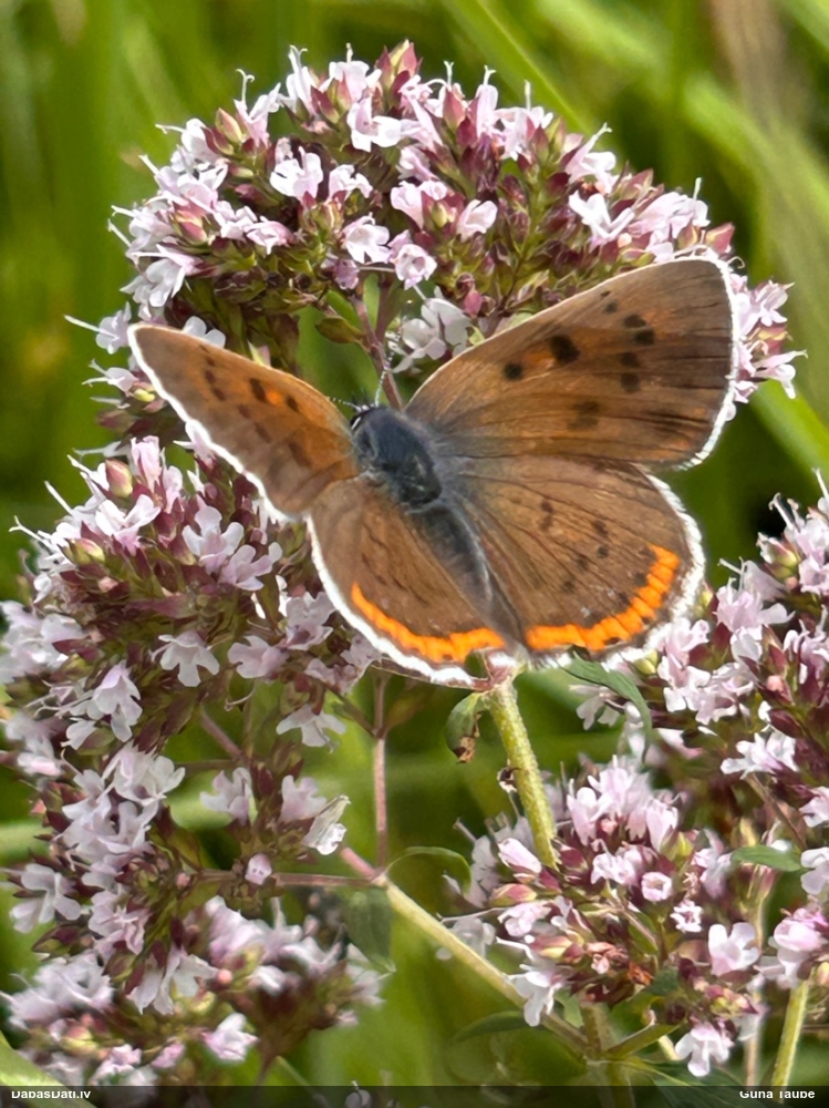 Violetais zeltainītis