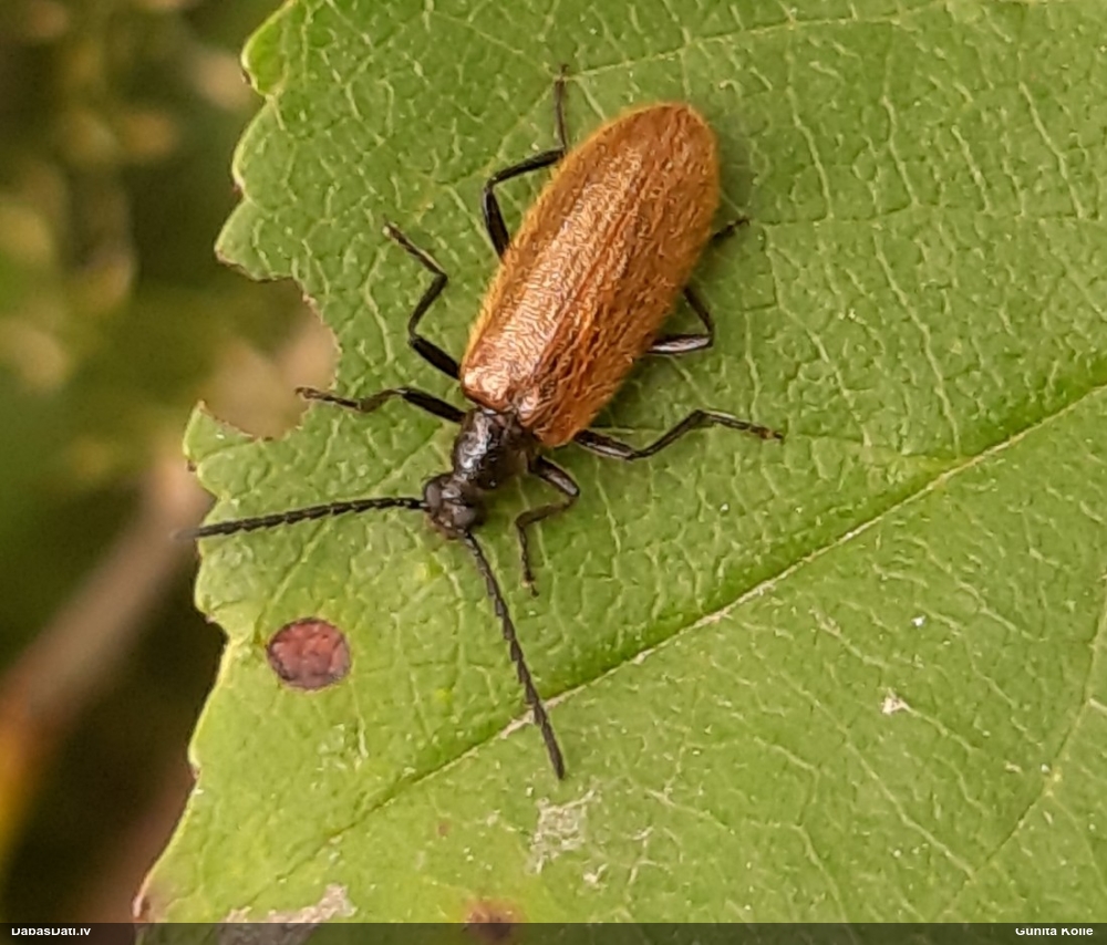 Sarvabole Lagria hirta
