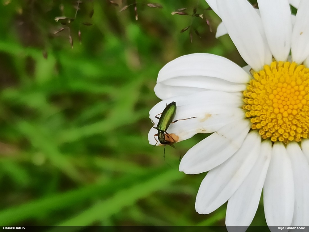 Māņkoksngrauzis Chrysanthia geniculata