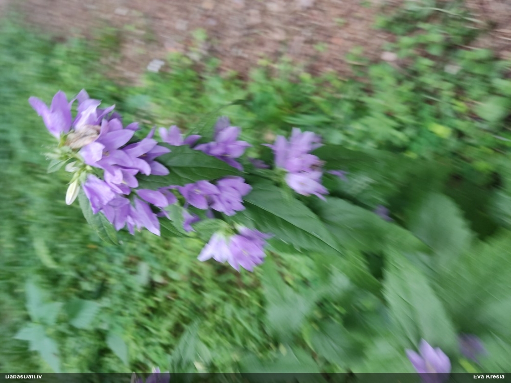 Strēļu pulkstenīte