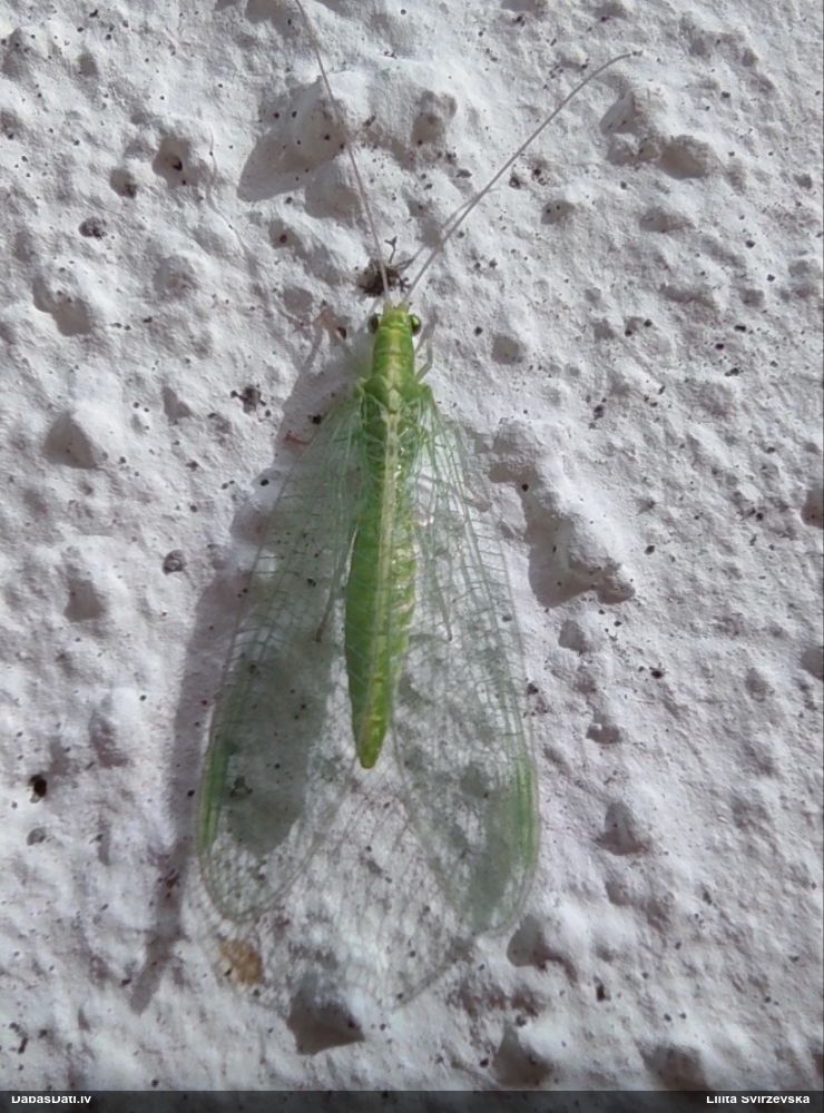 Zeltactiņa (nenoteikta)