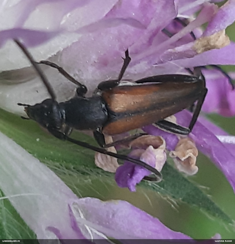 Koksngrauzis Stenurella melanura