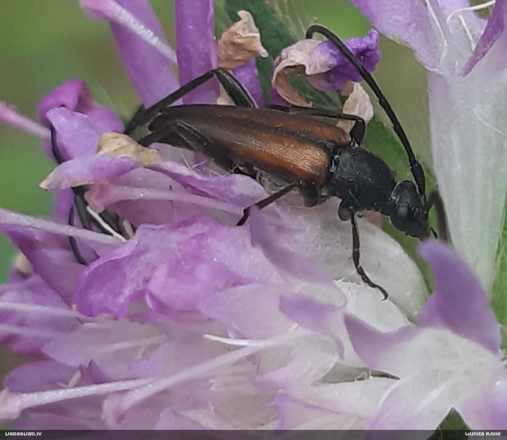 Koksngrauzis Stenurella melanura