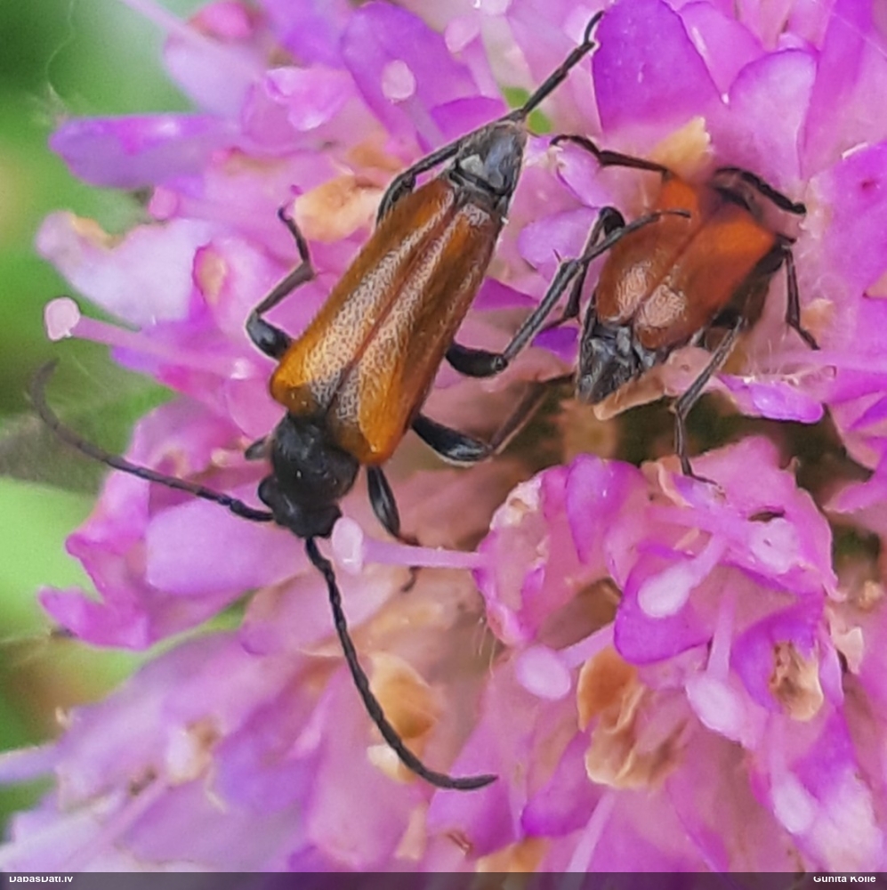 Koksngrauzis Pseudovadonia livida