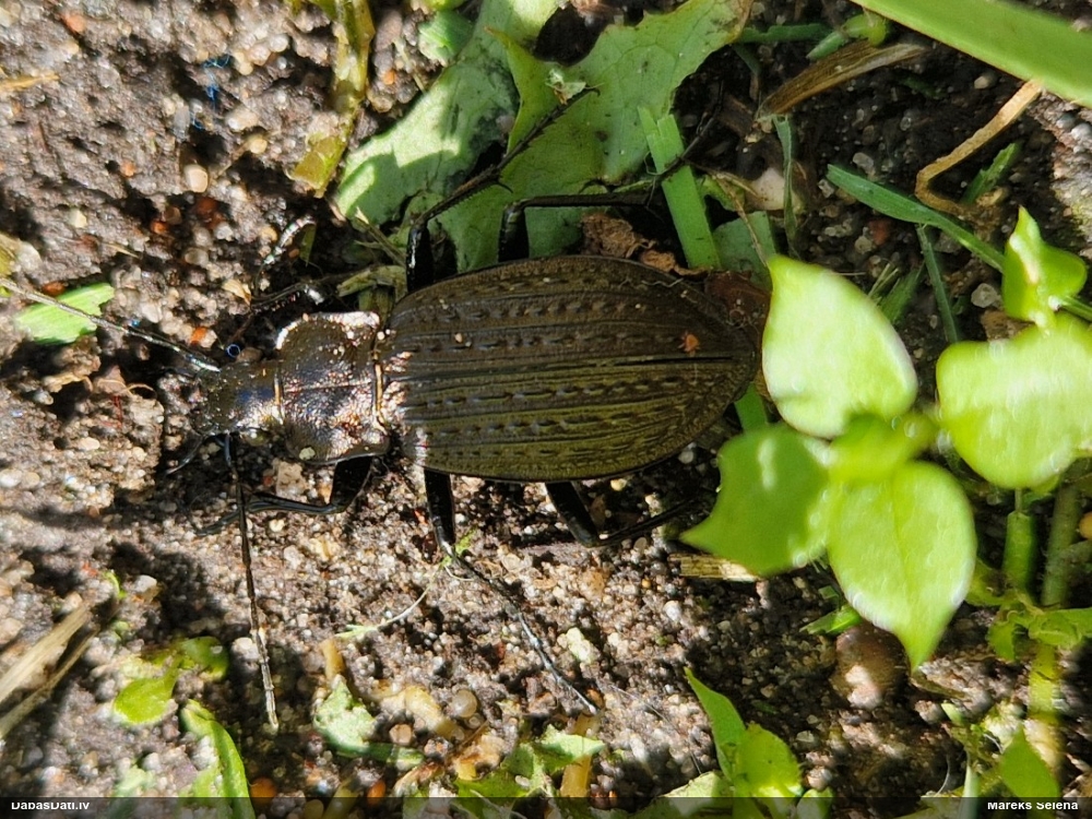 Skrejvabole Carabus granulatus